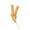 Hydrolyzed_Wheat_Protein