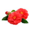 Camellia_Leaf_Extract