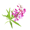 Canadian_Willow_Herb