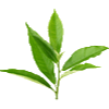Green_Tea_Leaf_Extract