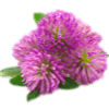 Red_Clover_Extract