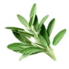Sage_Extract