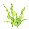 Seaweed_Extract