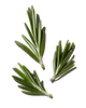 Rosemary_Water