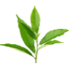 Green Tea Leaf Extract