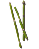 Horsetail Stem