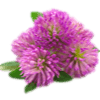 Red Clover Extract