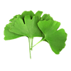 Ginkgo_Biloba