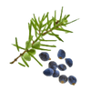 Juniper_Fruit_Oil