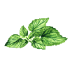 Nettle_Leaf_Extract